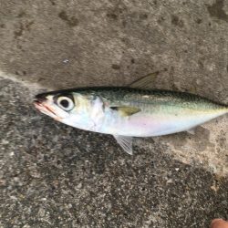 3目達成！秋は魚影濃い！