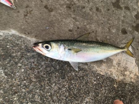 3目達成！秋は魚影濃い！