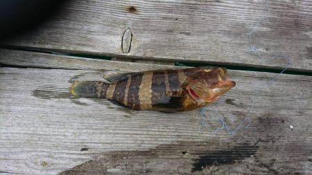 久しぶりの日本海 イカ狙い はとう渡船