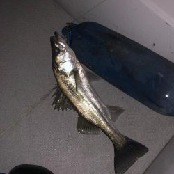 夜のボートシーバス