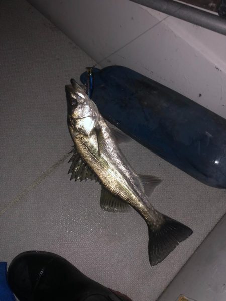 夜のボートシーバス