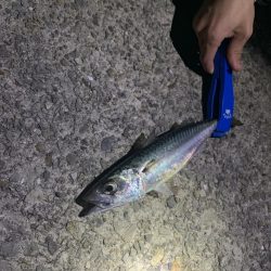 タチウオ　ウキ釣り