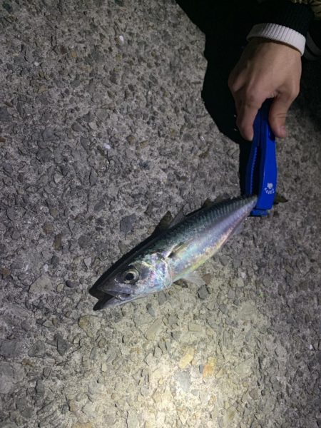 タチウオ　ウキ釣り