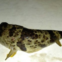 活性悪くて釣れない