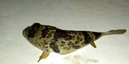 活性悪くて釣れない