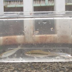 小物釣りで気分転換