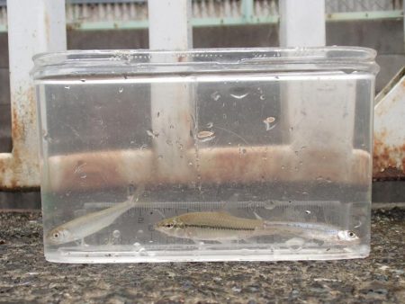 小物釣りで気分転換