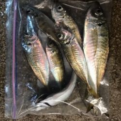 タチウオ空振りでアジ探し