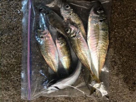 タチウオ空振りでアジ探し