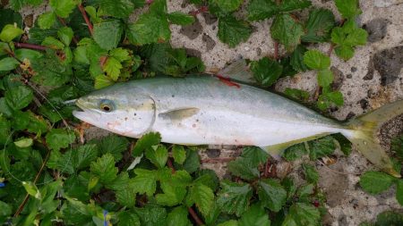 青物釣果
