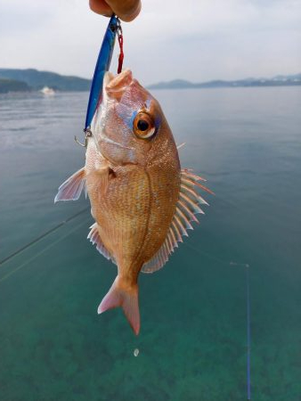 ショアジギングでロックフィッシュpart2