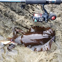 なかなかサイトには出てくれませんでした( ノД`)…