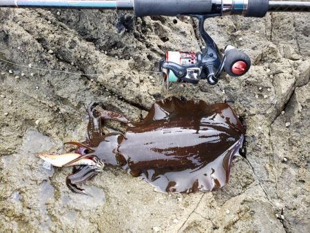 なかなかサイトには出てくれませんでした( ノД`)…