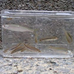 近所の水路で入れ食いを楽しむ(9)＋α