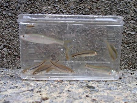 近所の水路で入れ食いを楽しむ(9)＋α