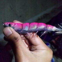 ようやくいいサイズのアオリ