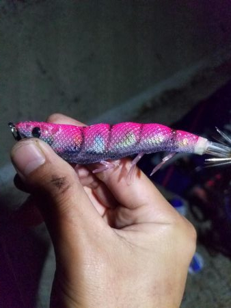 ようやくいいサイズのアオリ