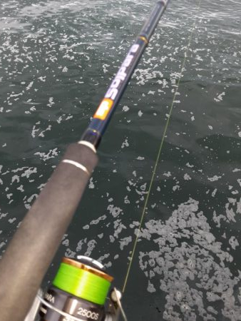 やっとタチウオ