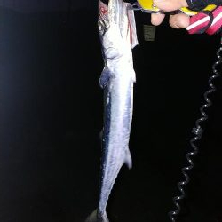 サゴシ釣り！！