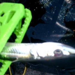 運動会の代休に