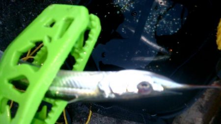 運動会の代休に