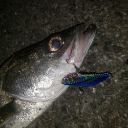 夜練釣行