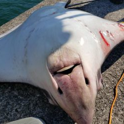 メジロサイズは出なかった( ノД`)…