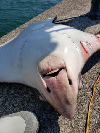 メジロサイズは出なかった( ノД`)…