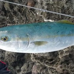 初心者磯釣り師ハマチを釣るの巻き