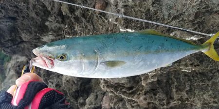 初心者磯釣り師ハマチを釣るの巻き