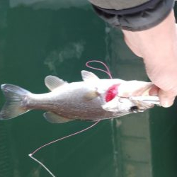 連休初日の朝からナイスバス!