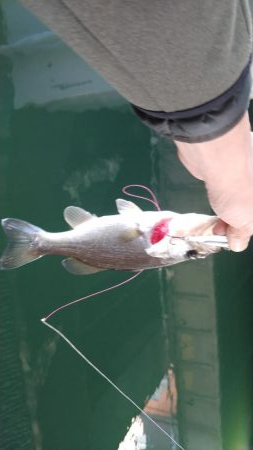 連休初日の朝からナイスバス!