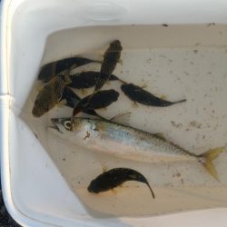 プチsalt water game＆サビキ釣り