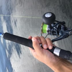 サゴシが回遊中