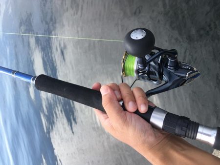 サゴシが回遊中