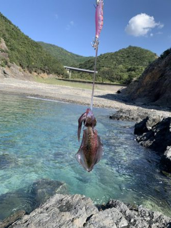 アオリイカ新子好調