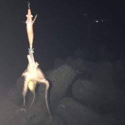 良型アオリイカとタコ