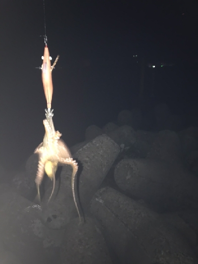 良型アオリイカとタコ