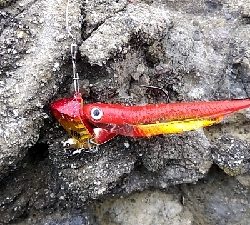 アカミズ（キジハタ）祭り