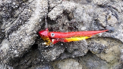 アカミズ（キジハタ）祭り