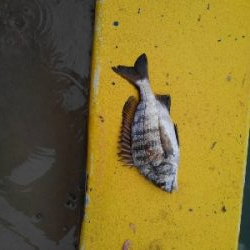 10/9釣果台風の中尺アジ3匹