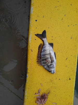 10/9釣果台風の中尺アジ3匹