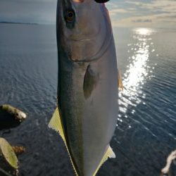 フクラギ ダツ 富山県 吉浦 黒部川河口 ショアジギング ダツ 陸っぱり 釣り 魚釣り 釣果情報サイト カンパリ