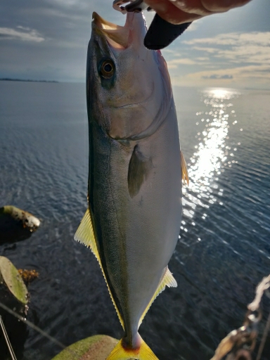 フクラギ、ダツ