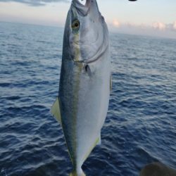 フクラギ、エソ