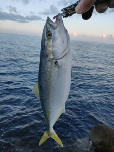 フクラギ、エソ