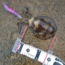 イカの気持ちは秋の空