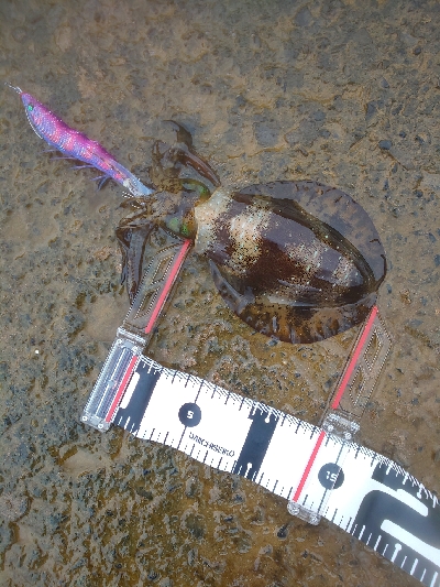 イカの気持ちは秋の空