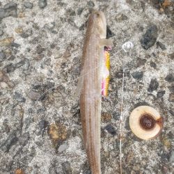 ショアジギングとアジング