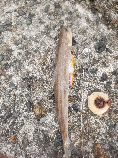 ショアジギングとアジング